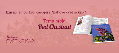 Red Chesnut